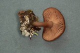 Pseudoclitocybe cyathiformis image