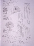Pseudoclitocybe cyathiformis image