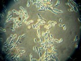Ionomidotis irregularis image