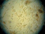 Ionomidotis irregularis image