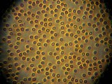 Ionomidotis irregularis image