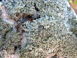 Physciella chloantha image