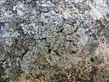 Physciella chloantha image
