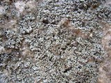 Physciella chloantha image