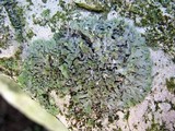 Physciella chloantha image