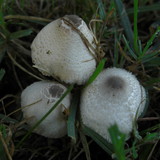Leucocoprinus cepistipes image