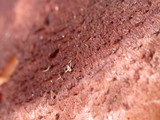 Tricholoma imbricatum image