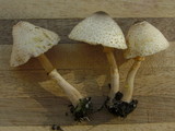 Leucocoprinus cepistipes image