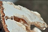Trametes ochracea image