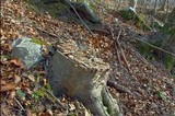 Trametes ochracea image