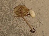 Lichenomphalia umbellifera image