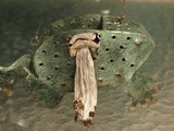 Helvella maculata image