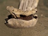Helvella maculata image