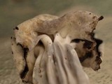 Helvella maculata image