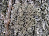 Physconia detersa image