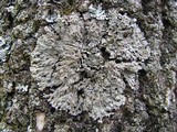 Physconia detersa image