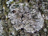 Physconia detersa image