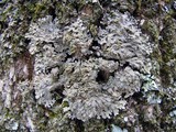 Physconia detersa image