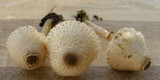 Leucocoprinus cepistipes image