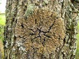 Physconia detersa image