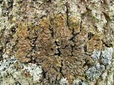 Physconia detersa image