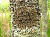 Physconia detersa image