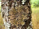 Physconia detersa image