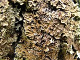 Physconia detersa image