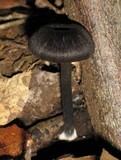 Entoloma nigroviolaceum image