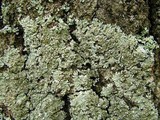 Pyxine sorediata image