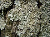 Pyxine sorediata image