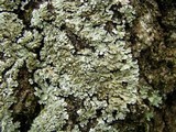 Pyxine sorediata image