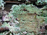 Pyxine sorediata image