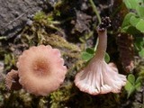 Contumyces rosellus image