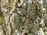 Physconia detersa image
