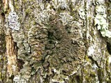 Physconia detersa image