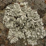 Physcia tribacia var. tribacia image