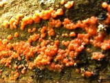 Hormomyces aurantiacus image