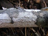 Arthonia punctiformis image