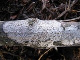 Arthonia punctiformis image