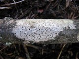 Arthonia punctiformis image