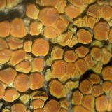Caloplaca trachyphylla image