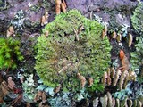 Physconia detersa image