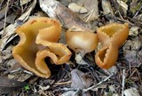 Peziza repanda image