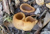 Peziza repanda image