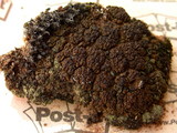 Toninia tristis image