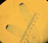Peziza repanda image