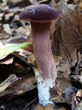 Tylopilus badiceps image