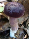 Tylopilus badiceps image