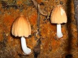 Coprinellus radians image
